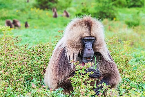 Ethiopia. North Gondar. Simien Mountains National Park. Lone male Gelada baboon. Art Print
